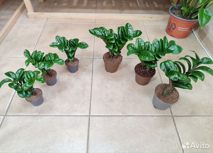 Замиокулькас Зензи