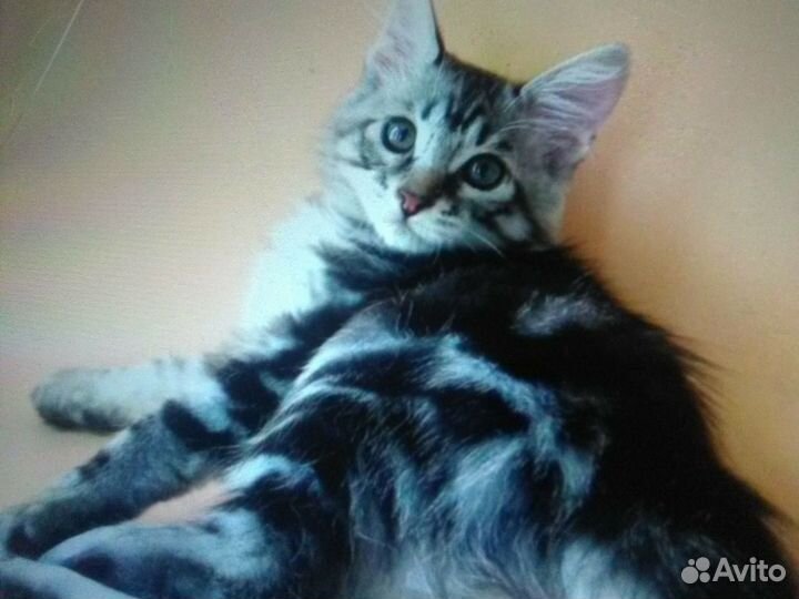 Бобики котята