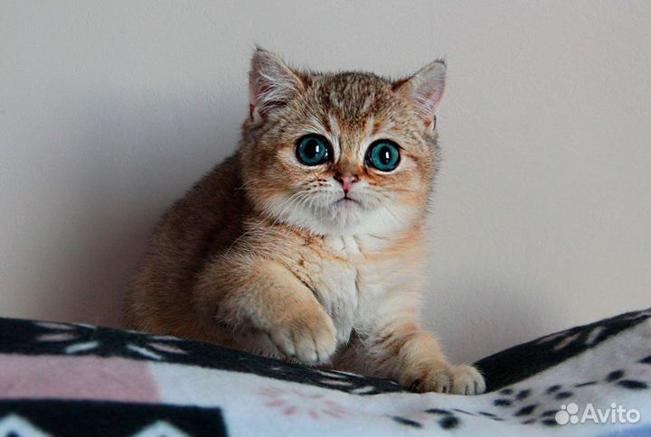 Пряник - золотой котик продан