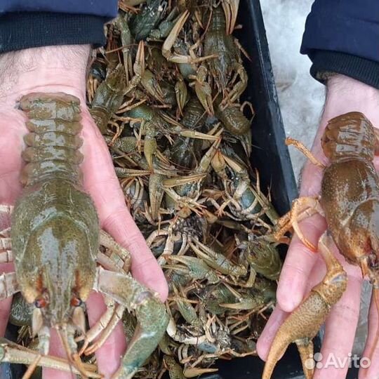 Раки, бесплатная доставка