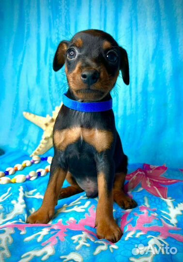 Щенки цвергпинчера