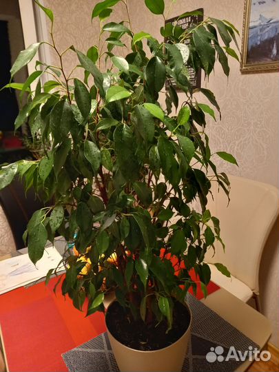 Фикус бенджамина