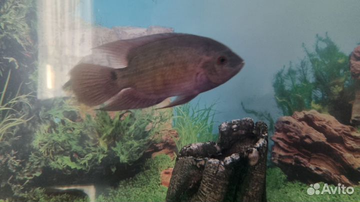 Северум красноточечный