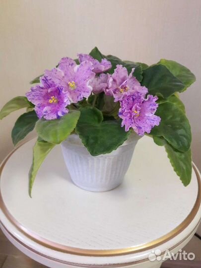 Фиалки герань спатифилум сингониум толстянка хавор