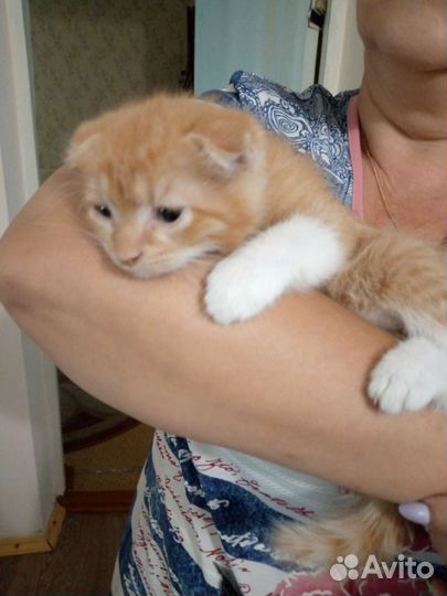 Вислоухие котята