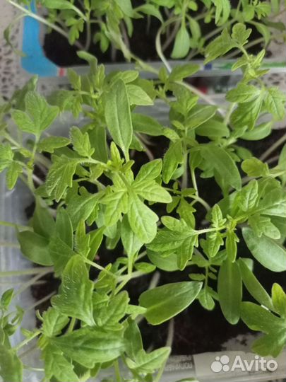 Продам рассаду перца,помидор,баклажан