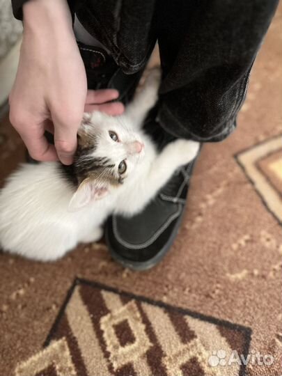 Котики бесплатно