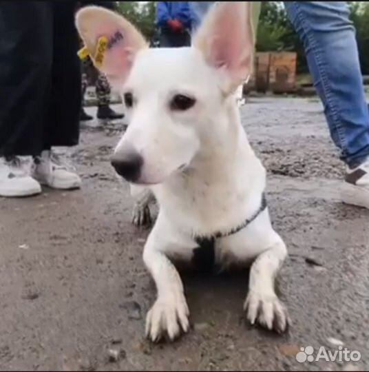 Маленький пёсик коротколапик ждет своё счастье