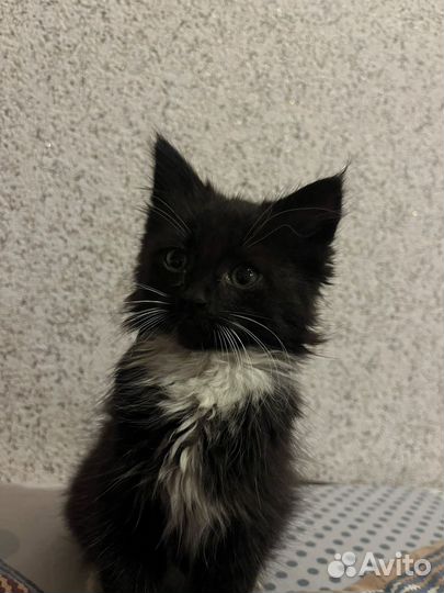 Котенок девочка в добрые руки