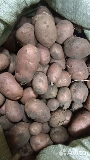 Картофель мелкий