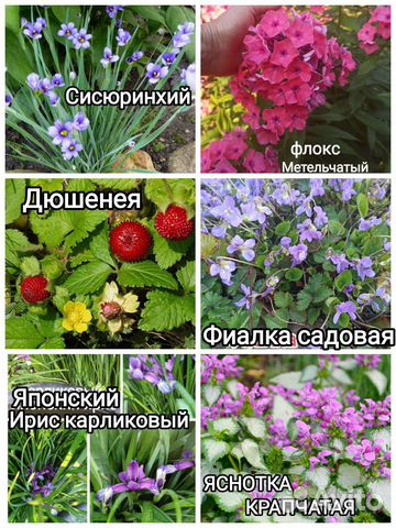 Многолетники*Пряные травы*Почвопокровные купить в Тольятти | Товары для ...