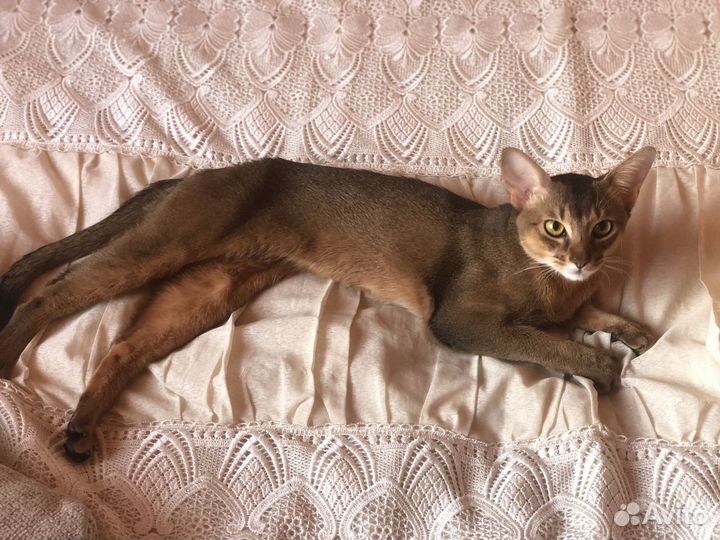 Абиссинский кот на вязку