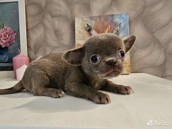 Чихуахуа мини лиловый мальчик