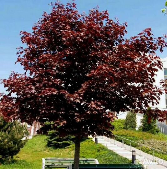 Клен ред Роял