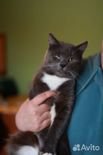 Плюшевый котик на счастье