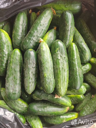 Огурцы