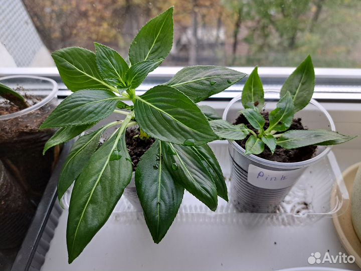 Бальзамин новогвинейский