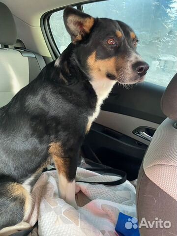 Собака Барон