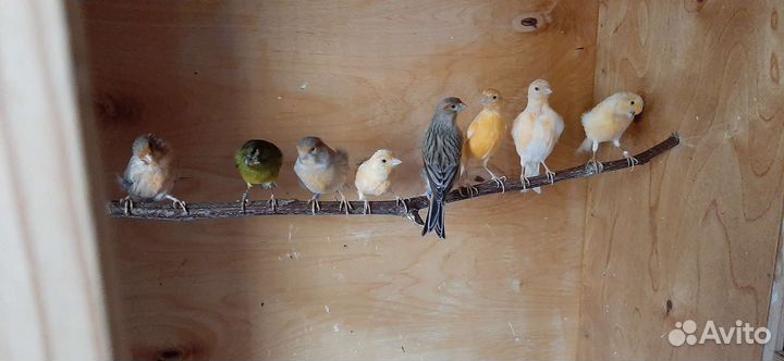Кенара и канарейки