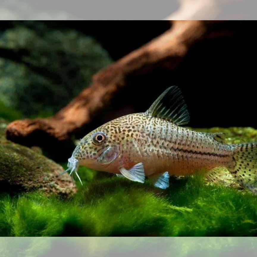 Коридорас юли, джули - Corydoras julii сомик рыбка