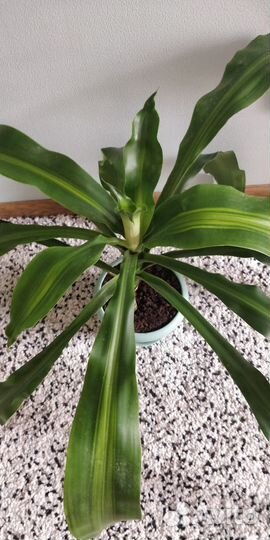 Пальма драцена