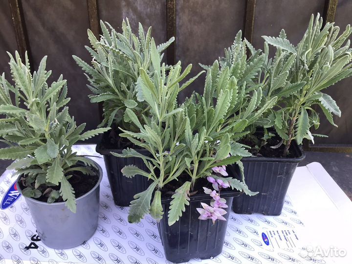 Лаванда зубчатая