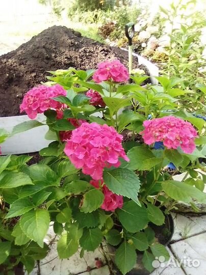 Гортензия розовая и красная, большие кусты