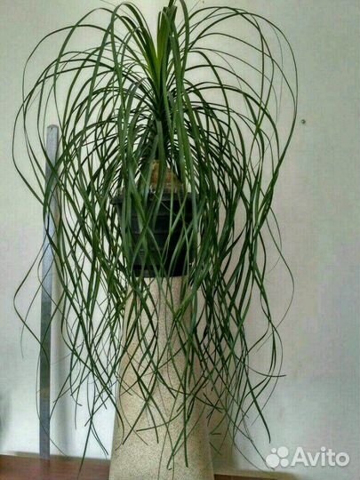 Нолина-бокарнея