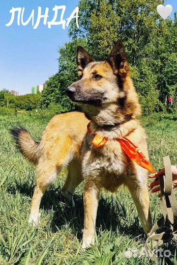 Собака из приюта ищет дом