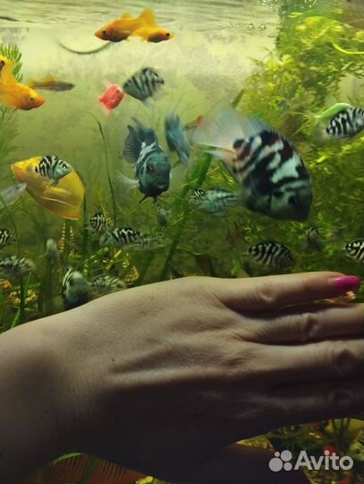 Рыбка сапфировый попугай