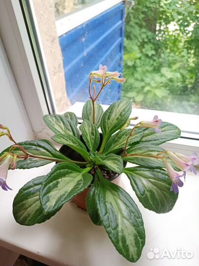 Комнатные цветы