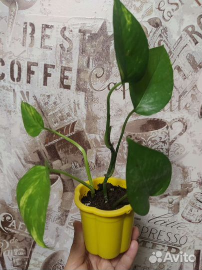 Эпипремнум золотистый