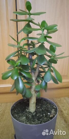 Комнатные растения