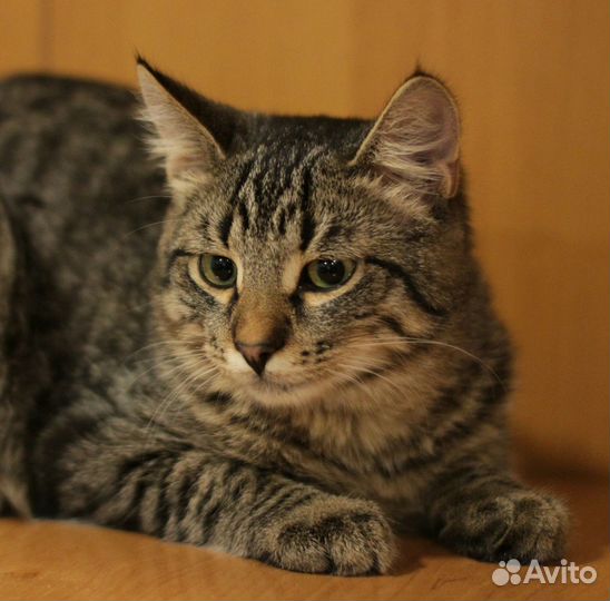 Котенок Яша, в добрые руки, кастрирован