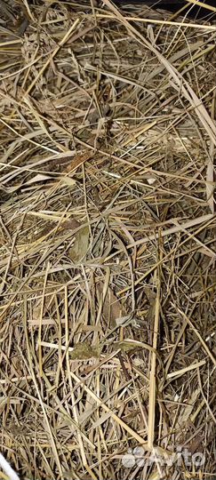 Сено для грызунов