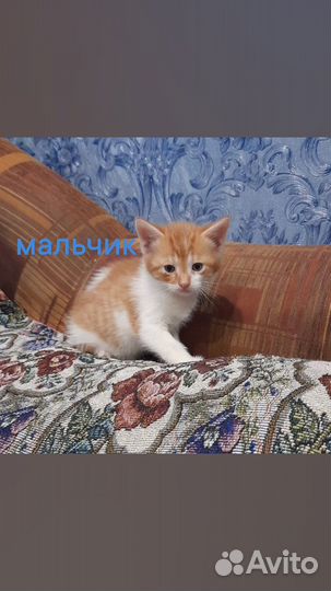 Отдам котенка в добрые руки