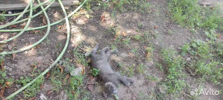 Серый котенок