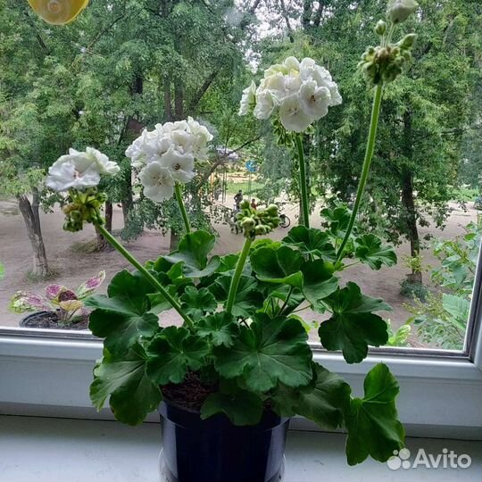 Пеларгония герань куст цветуший