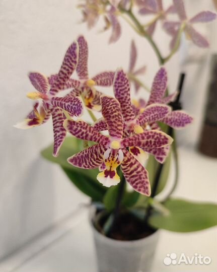 Phal. Bronze Maiden (Phal. Schillmann) орхидея