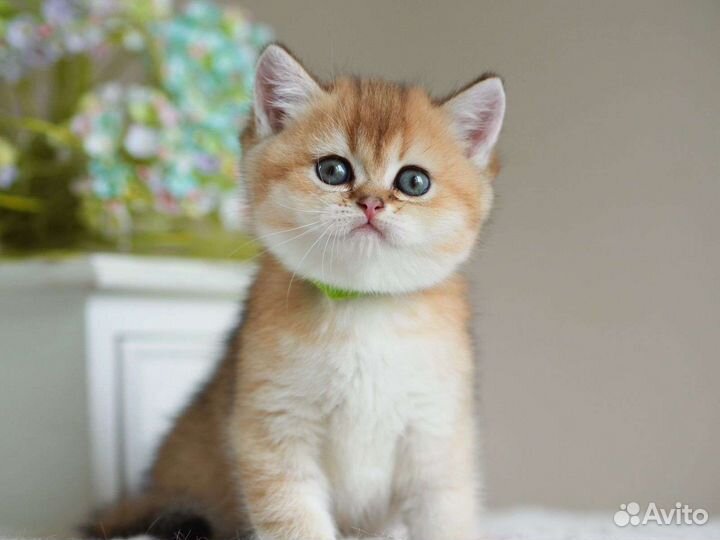 Британская золотая шиншилла