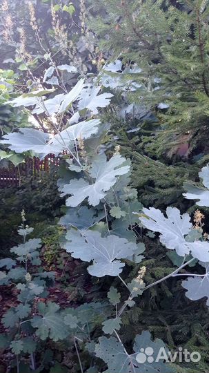 Маклея. Редкое растение в наших садах