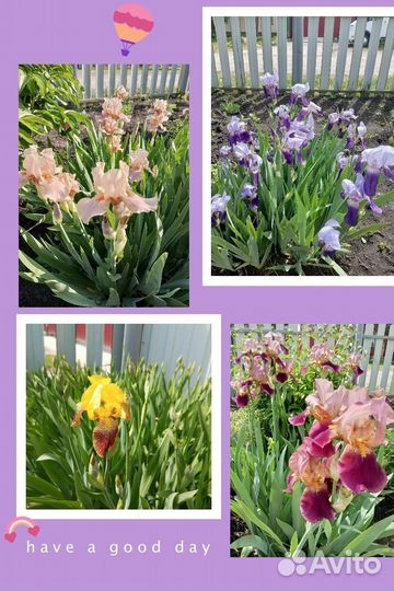 Многолетние садовые растения