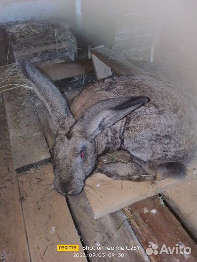 Продам кроликов