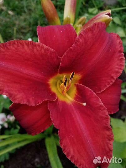 Лилейники сотовые