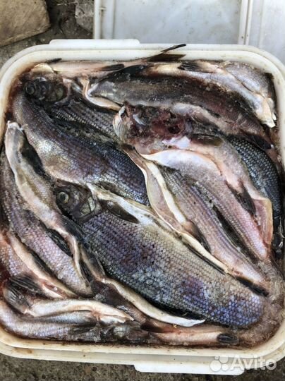 Хариус северный малосольный