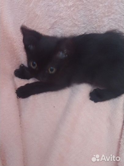 Европейские котята