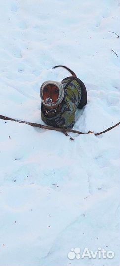 Такса вязка (кобель)