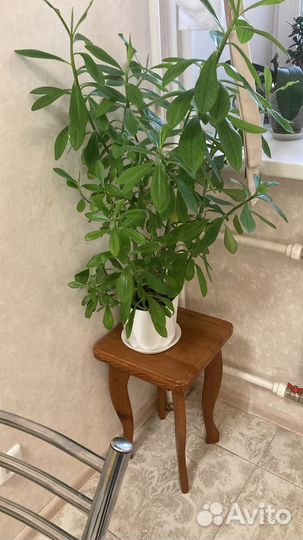 Синадениум