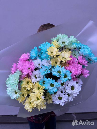 Хризантема ромашковидная. Ромашки