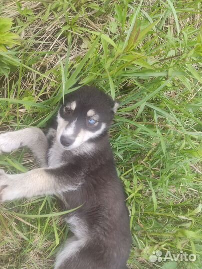 Хаски девочка в добрые руки Липецк